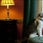イギリス首相官邸の「ネズミ捕獲長」猫の公務員ラリー