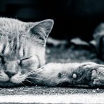 2016年は猛暑！猫の熱中症&夏バテ防止8つの対策