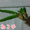 うさぎちゃんメセン モニラリア 購入から休眠まで（Monilaria  obconica）