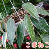 ホヤ ゴールデンマージン(Hoya macrophylla)