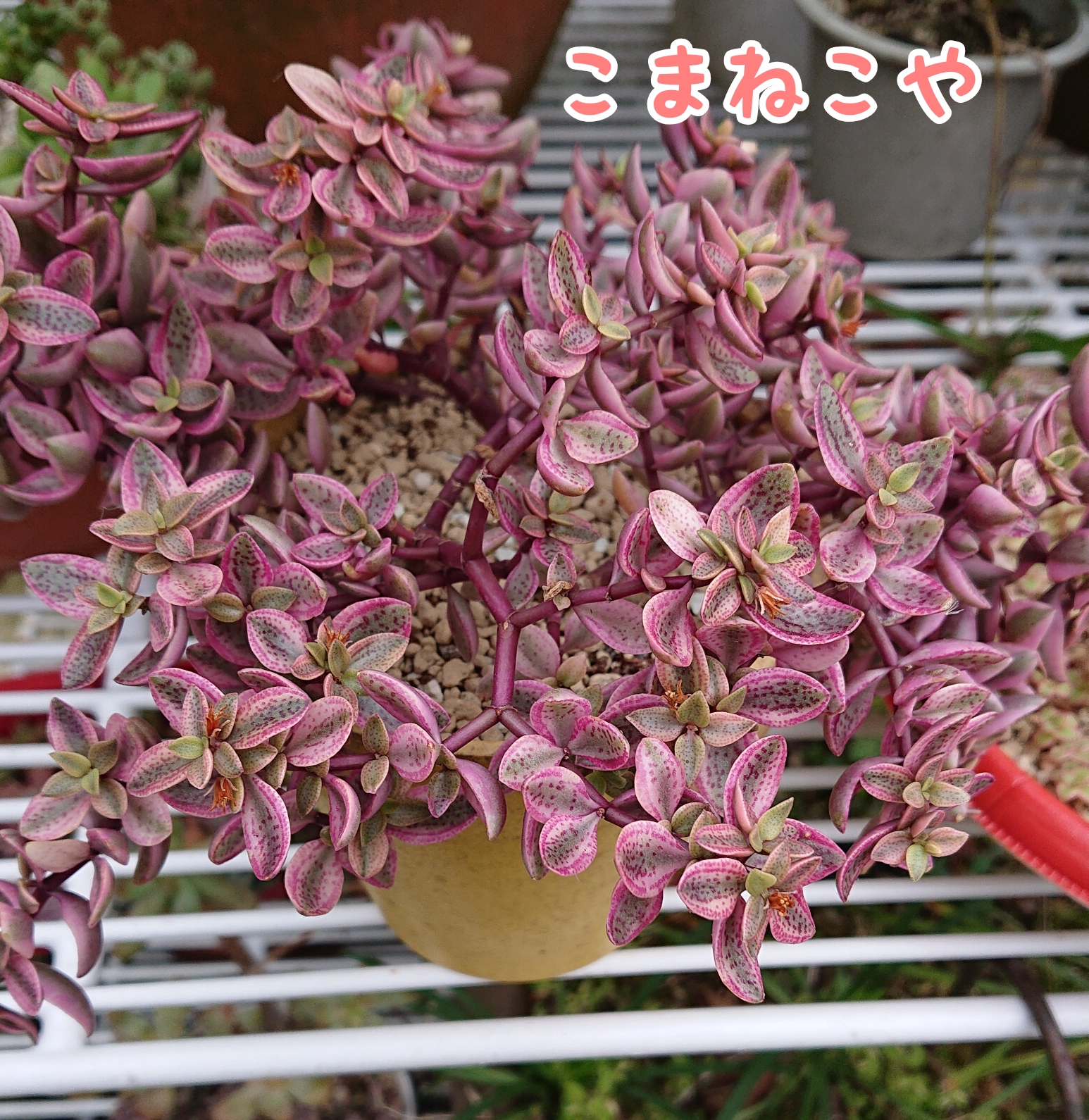 多肉植物       ボルケンシー錦ハンドメイド
