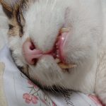 猫の牙は伸びる？？答えは・・・