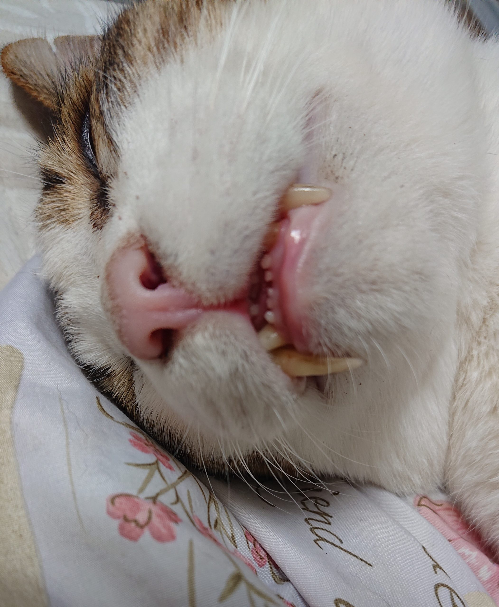 猫牙结石 给猫洗牙 - 知乎