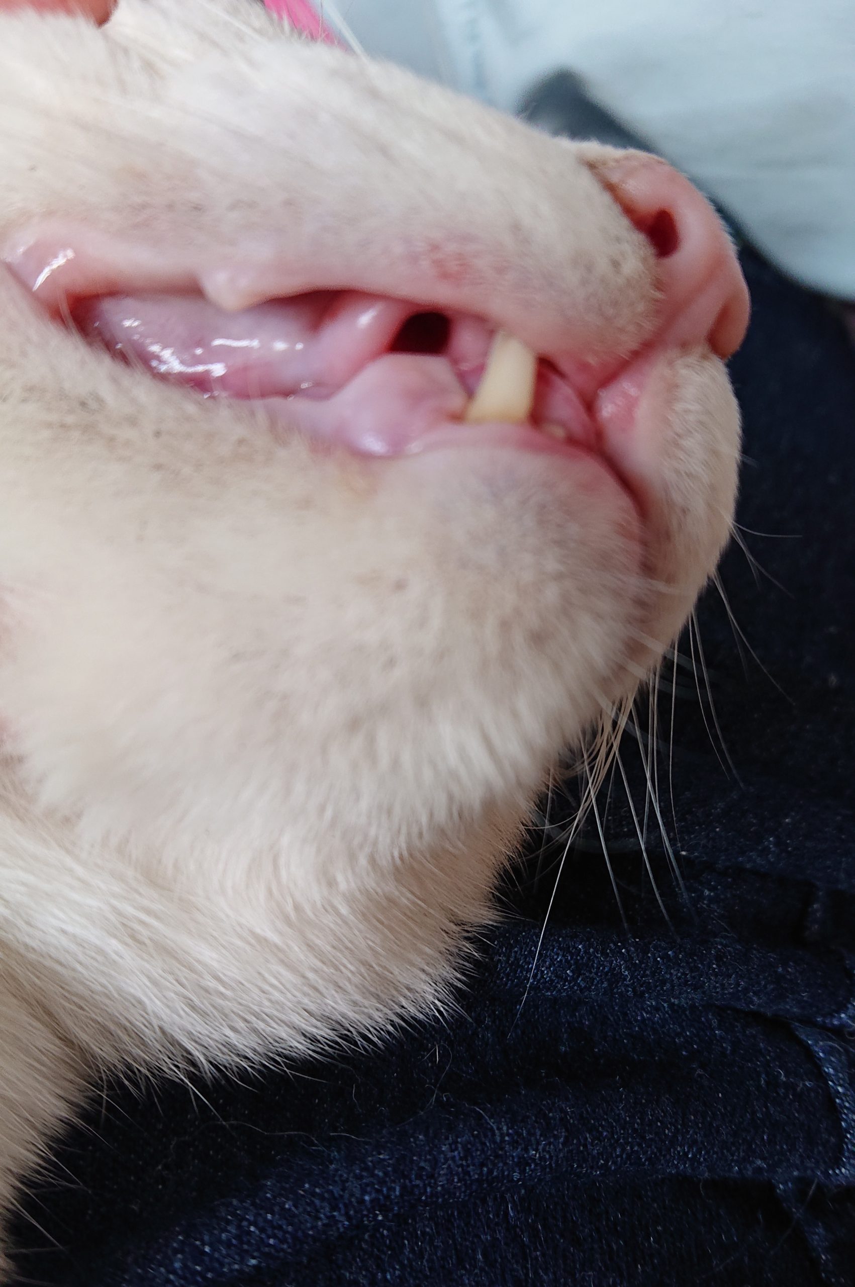 猫口炎口臭牙龈红肿、流口水（详细治疗办法与辟谣） - 知乎