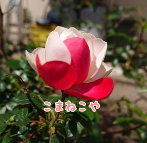 ツートン薔薇2